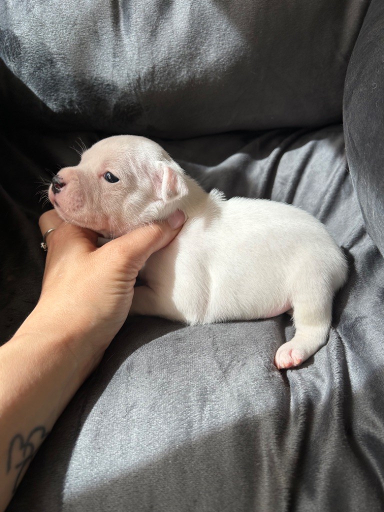 Of Bully's Leine - Chiot disponible  - Staffordshire Bull Terrier